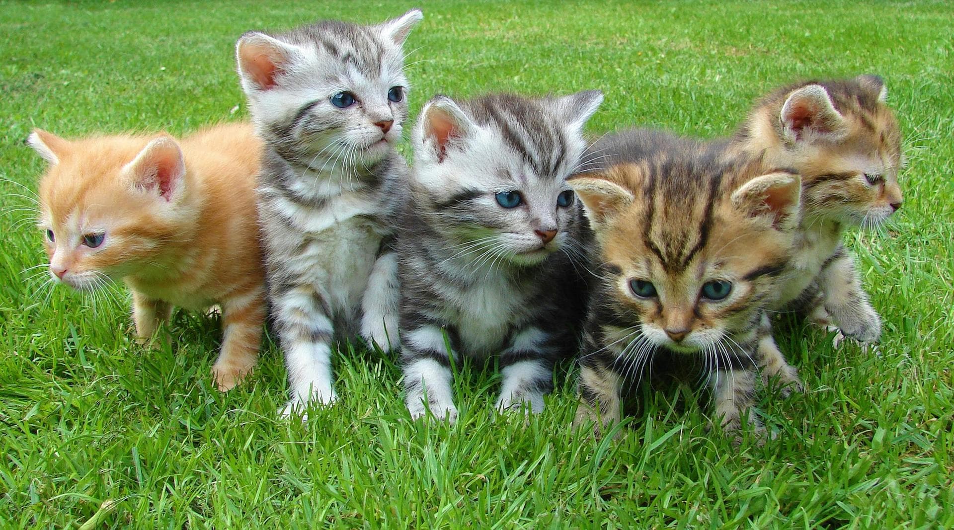 Specialist Vets in Chattanooga