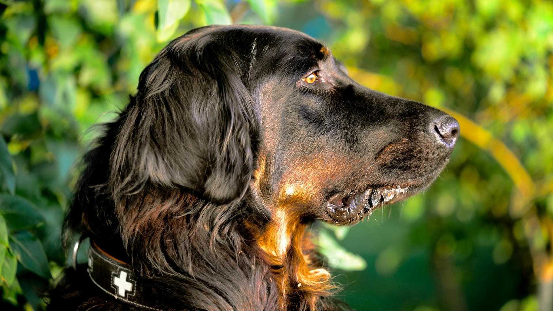 Dog & Cat Vets in Chattanooga